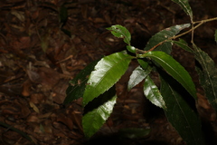 Pseudoweinmannia lachnocarpa