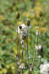 Anemone cylindrica