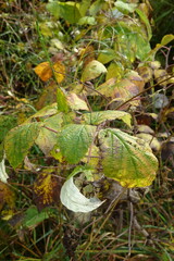 Rubus idaeus