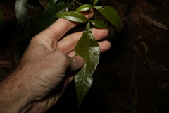 Pseudoweinmannia lachnocarpa