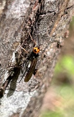 Callibracon capitator