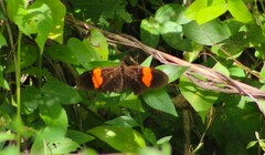 Heliconius erato