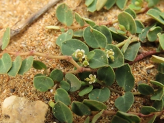 Euphorbia garanbiensis