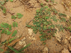Euphorbia garanbiensis