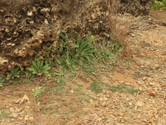 Euphorbia garanbiensis