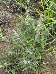 Crotalaria burkeana