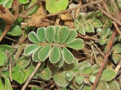 Tephrosia obovata