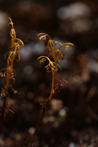 Image of Spiculaea ciliata by (c) Hugo Innes, some rights reserved (CC BY)