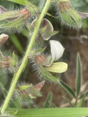 Crotalaria burkeana