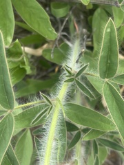 Crotalaria burkeana
