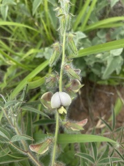 Crotalaria burkeana
