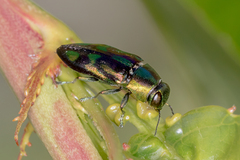 Melobasis purpurascens