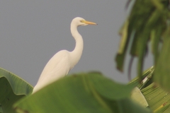 Ardea intermedia