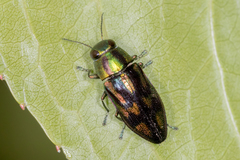 Melobasis purpurascens