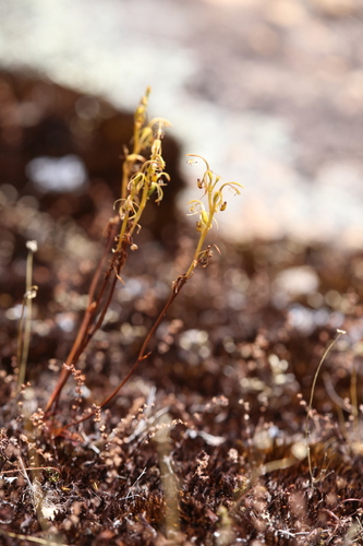 Image of Spiculaea ciliata by (c) Hugo Innes, some rights reserved (CC BY)