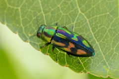 Melobasis purpurascens