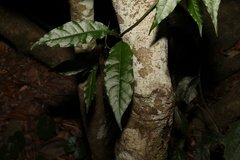 Gynochthodes jasminoides