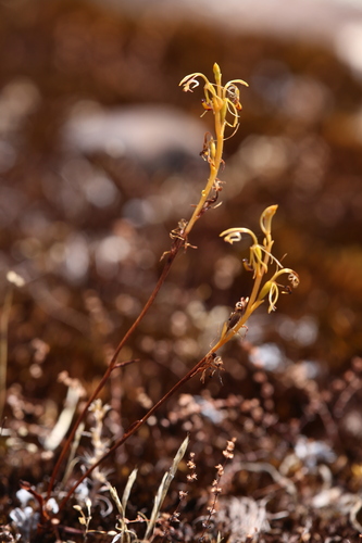 Image of Spiculaea ciliata by (c) Hugo Innes, some rights reserved (CC BY)
