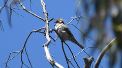 Chrysococcyx basalis