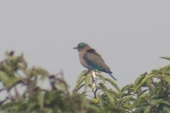 Coracias benghalensis