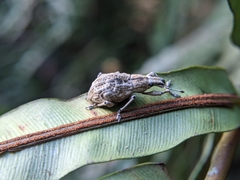 Dermatoxenus caesicollis