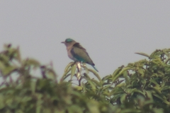 Coracias benghalensis