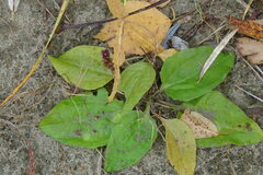 Plantago major intermedia
