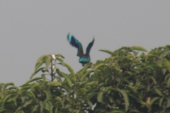 Coracias benghalensis