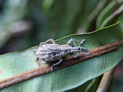 Dermatoxenus caesicollis