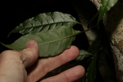 Gynochthodes jasminoides