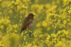 Cisticola juncidis