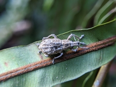 Dermatoxenus caesicollis