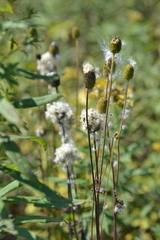 Anemone cylindrica