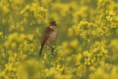 Cisticola juncidis