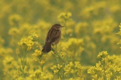 Cisticola juncidis