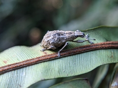 Dermatoxenus caesicollis