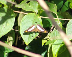 Adelpha iphiclus