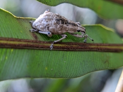 Dermatoxenus caesicollis