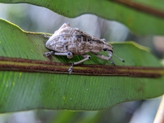 Dermatoxenus caesicollis