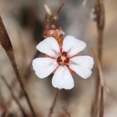 Drosera nitidula