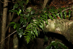 Asplenium polyodon