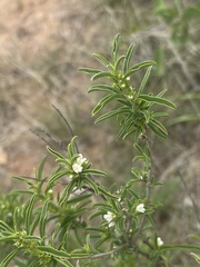 Leucas capensis