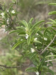 Leucas capensis