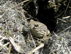 Bufotes viridis sitibundus