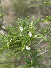 Leucas capensis