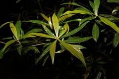 Tasmannia insipida