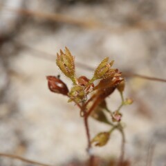 Drosera nitidula