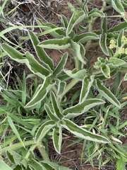 Cyphostemma dasypleurum