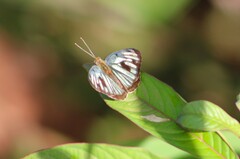 Dynamine postverta