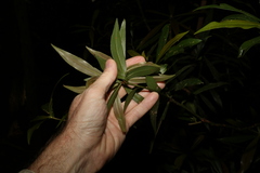 Tasmannia insipida